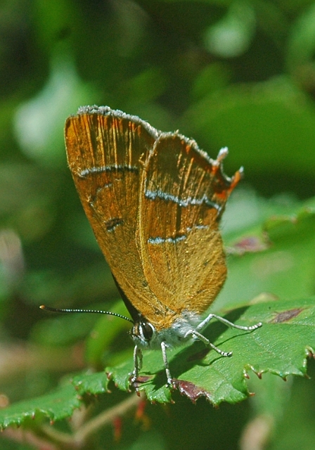 brown hairstreak butterfly-1.jpg - BROWN HAIRSTREAK - NOAR HILL, SELBOURNE, HANTS - 25.8.07